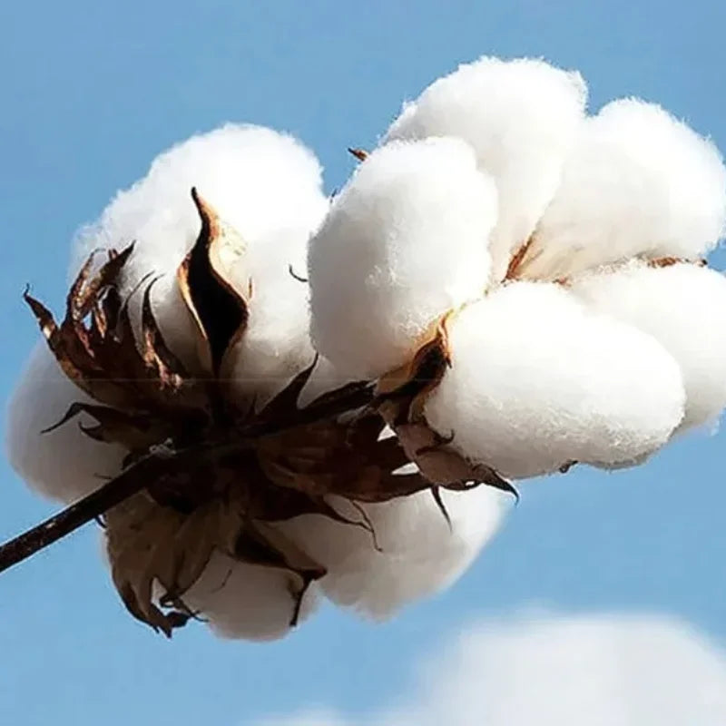 Kawasaki Motorcycle Logo 2025 Spring/Summer New Y2K Bug Fashion Trend Autumn/Winter Printed 100% Pure Cotton Casual Hoodie