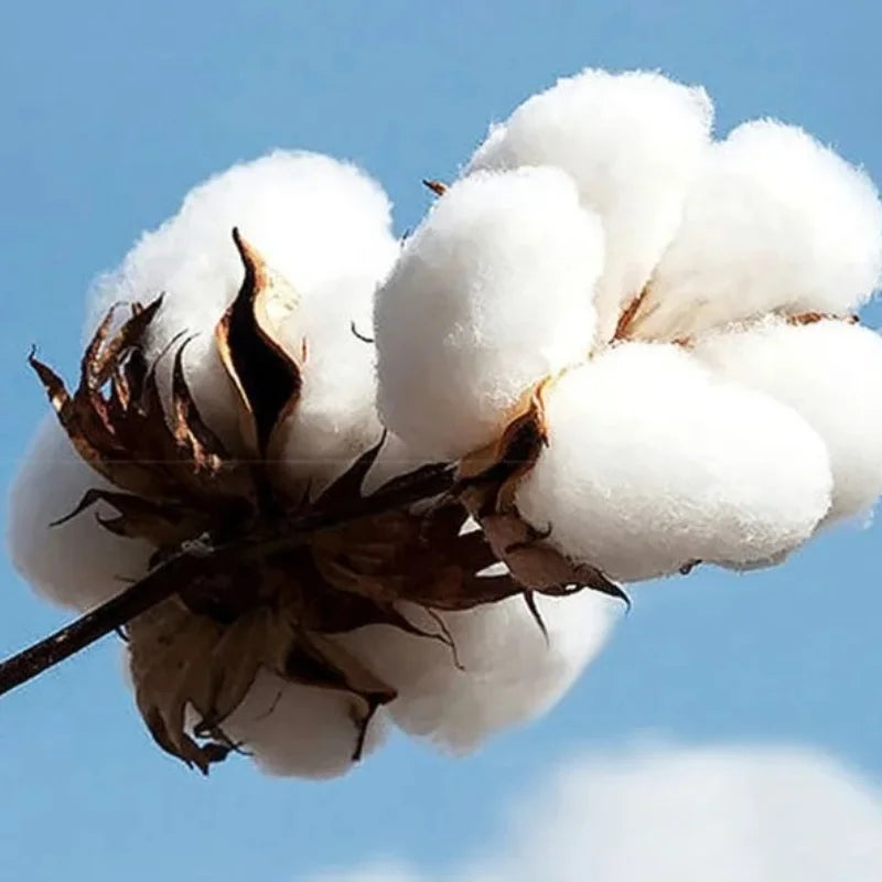 Kawasaki Motorcycle Logo 2025 Spring/Summer New Y2K Bug Fashion Trend Autumn/Winter Printed 100% Pure Cotton Casual Hoodie